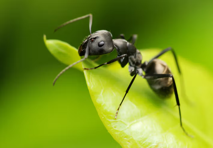 🌿 Zonder mieren en gezonde ecosystemen zou de aarde instorten